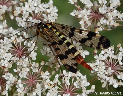 Panorpa vulgaris